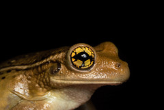 Trachycephalus mesophaeus