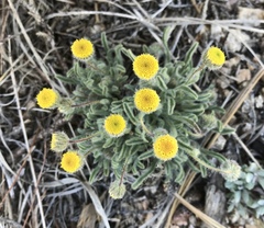 Erigeron aphanactis congestus