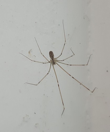 Marbled Cellar Spider