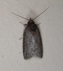 Nycteola polycyma