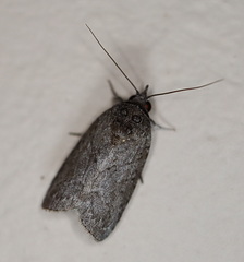 Nycteola polycyma
