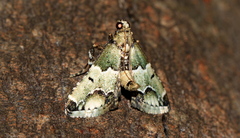 Arescoptera idiotypa