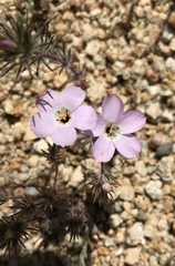Linanthus bernardinus