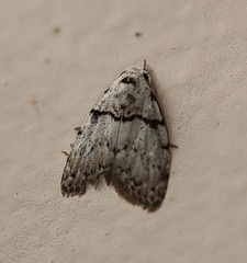 Nola pygmaeodes