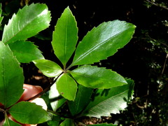Pseudopanax macintyrei