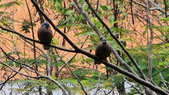Streptopelia tranquebarica