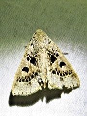 Herminodes atrosignata