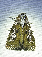 Condica pagetophagus