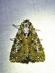Condica pagetophagus