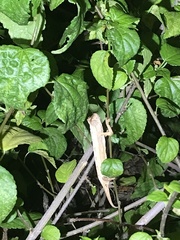 Rieppeleon kerstenii