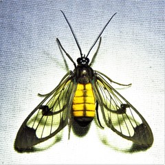 Cosmosoma braconoides