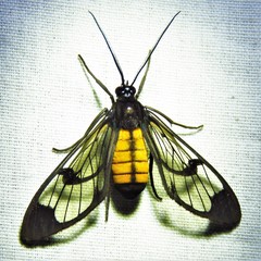 Cosmosoma braconoides