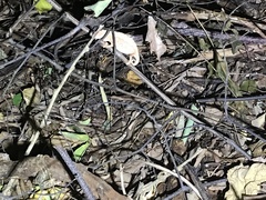 Rieppeleon kerstenii