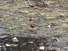 Turdus migratorius
