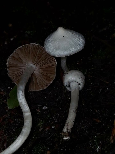 White Fibrecap