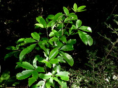 Pseudopanax macintyrei