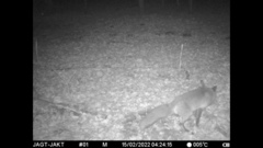 Vulpes vulpes vulpes