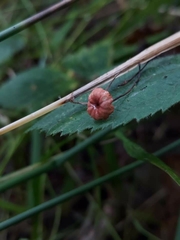 Marasmius curreyi