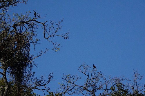 iNaturalist observation photo of Phainopepla