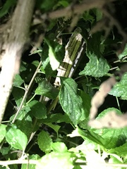 Rieppeleon kerstenii