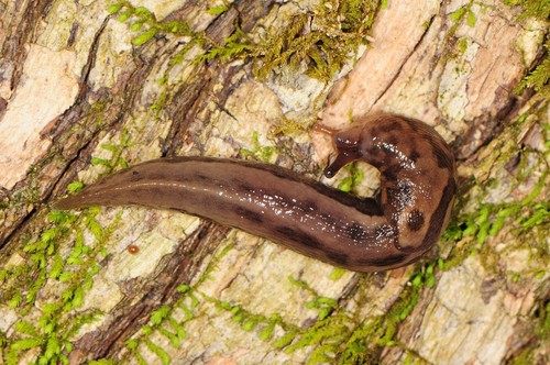 Leopard Slug, photo 4 of 7