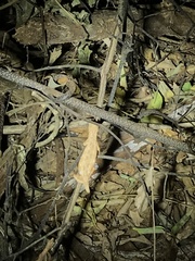 Rieppeleon kerstenii