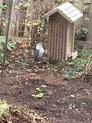 Sitta carolinensis aculeata