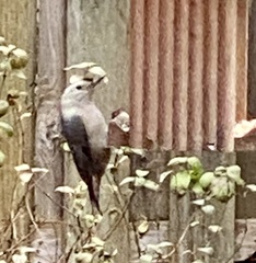 Sitta carolinensis aculeata