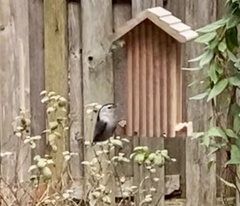 Sitta carolinensis aculeata