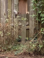 Sitta carolinensis aculeata