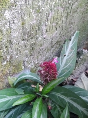 Justicia scheidweileri