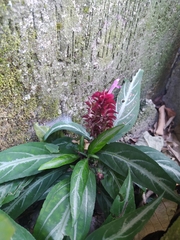 Justicia scheidweileri