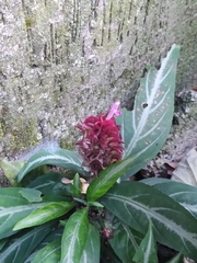 Justicia scheidweileri