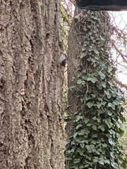 Sitta carolinensis aculeata