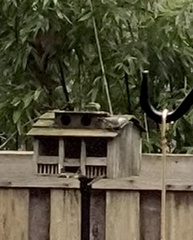 Sitta carolinensis aculeata