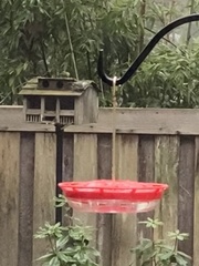 Sitta carolinensis aculeata