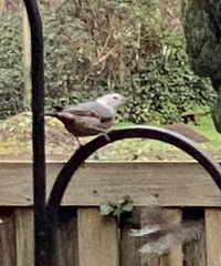 Sitta carolinensis aculeata