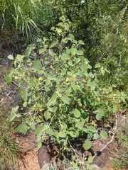 Abutilon leucopetalum