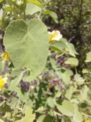 Abutilon leucopetalum