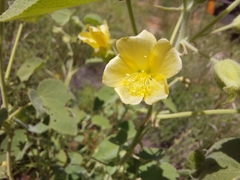 Abutilon leucopetalum