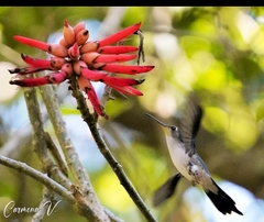 Pampa curvipennis excellens