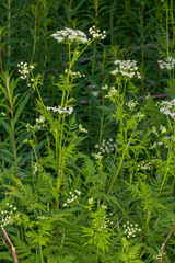 Chaerophyllum aureum