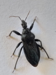 Coranus carbonarius
