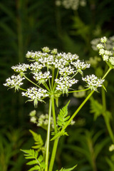 Chaerophyllum aureum