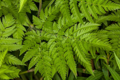 Chaerophyllum aureum