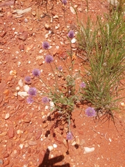 Ptilotus helipteroides