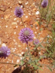 Ptilotus helipteroides