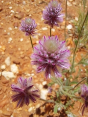 Ptilotus helipteroides