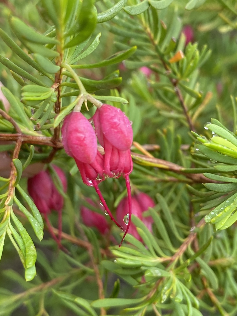 Homoranthus porteri