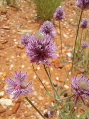 Ptilotus helipteroides